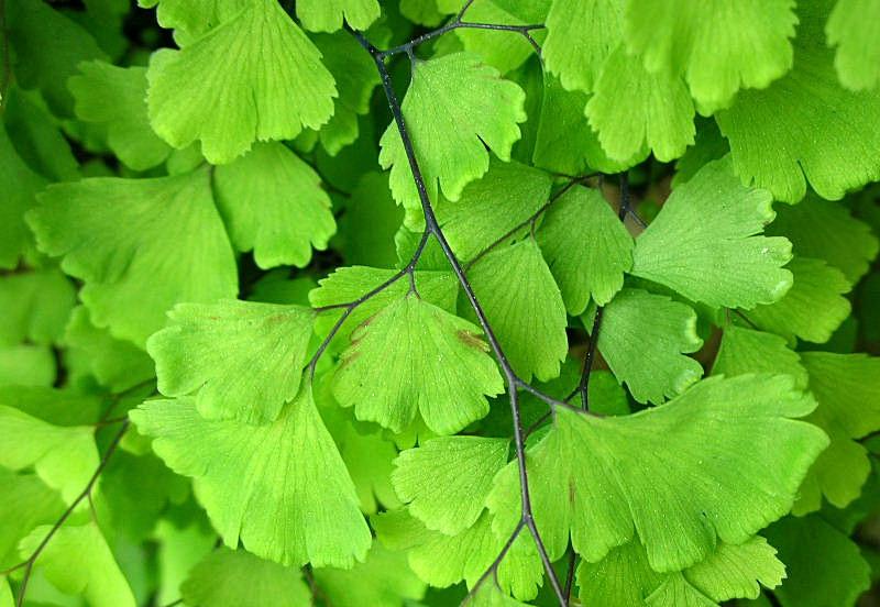 Adiantum capillus-veneris / Capelvenere comune